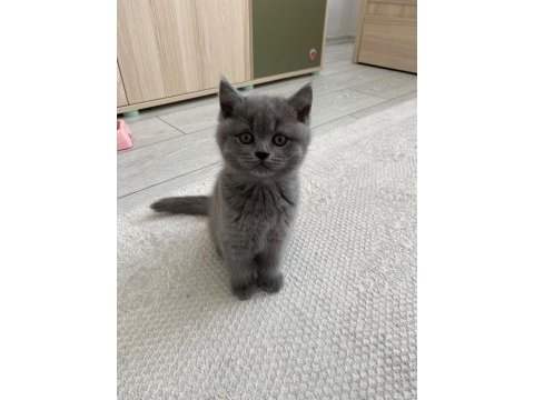 Bebek yüz british shorthair yavrular