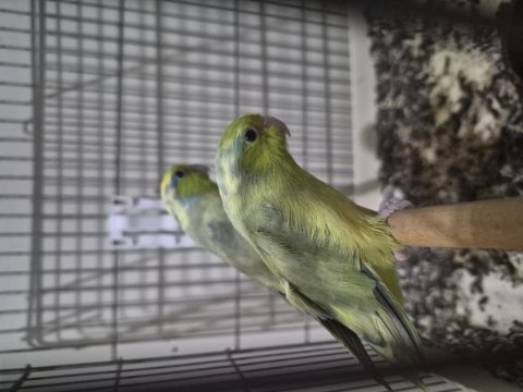 Yavrudan büyütme takım forpus