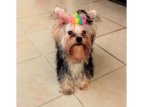 Mükemmel baby face yorkshire terrier erkek
