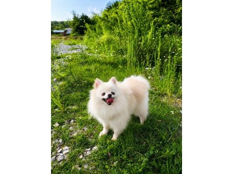 Mikro teacup pamuk prenses pomeranian boo