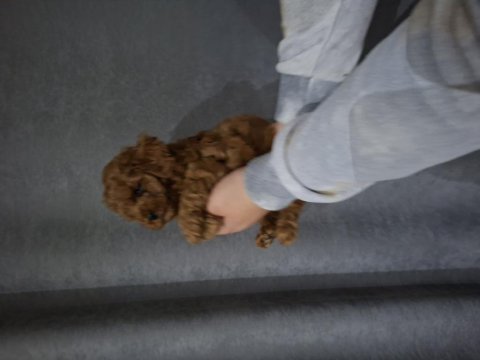 Bebek yüzlü poodle bebekler