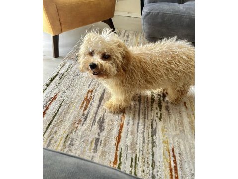 Maltipoo 11 aylık erkek