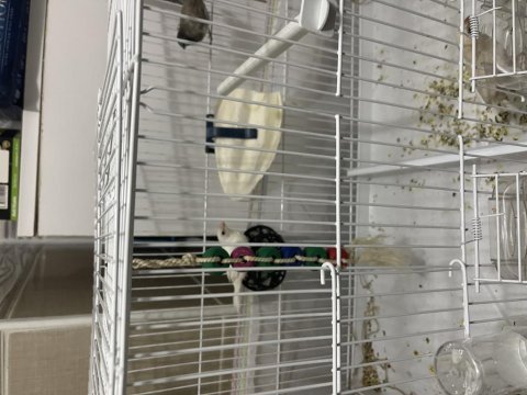 3 dişi ve 1 erkek bengal ispinozlar 2 tanesi süt beyaz