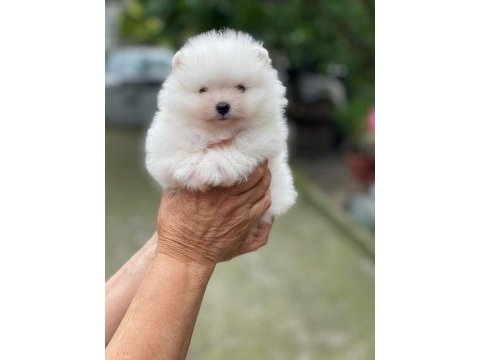 Pomeranian boo yavrularımız evinizin neşesi olacaktır 