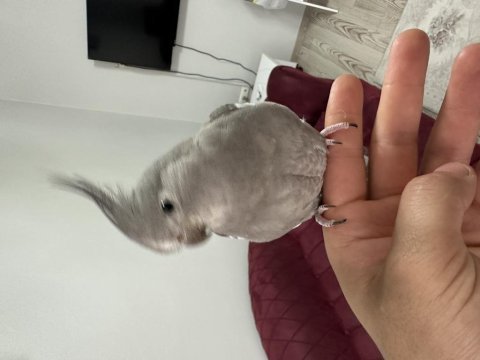 Wifi sultan papağanı