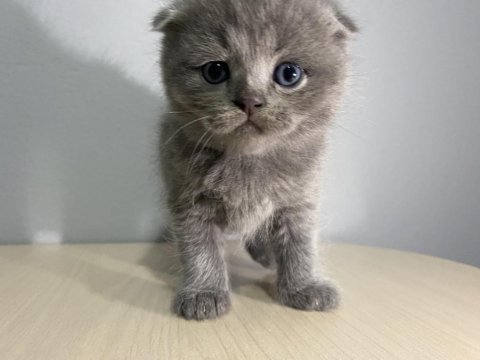 1 aylık scottish fold kedi yavrusu
