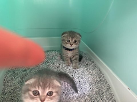 47 günlük dünya tatlısı yavru scottish fold kediler