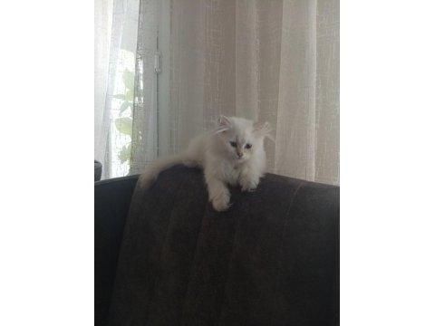 Uysal oyuncu 3 dişi ve 1 erkek british longhair yavrular