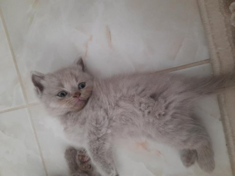 Scottish fold yavrularımız yeni yuvasını gitmeye hazır