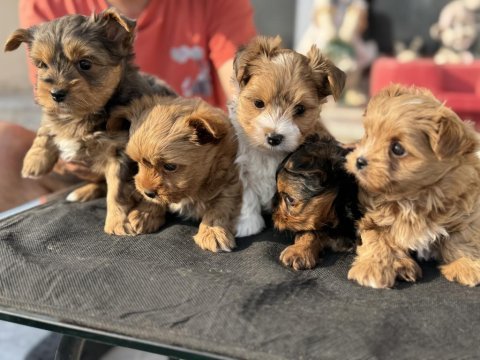 Petmode köpek çiftliğinden tea cup morkie yavrular