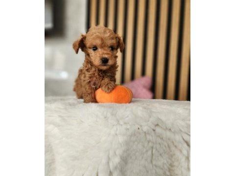 Sevimli maltipoo  yavrularımız 