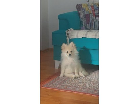 Oyuncu spitz yavrumuz