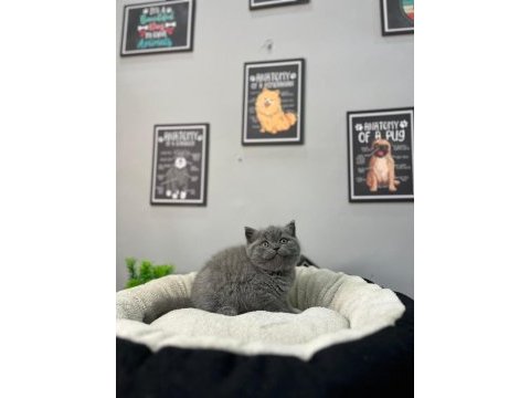 British shorthair 2 aylık yavrumuz