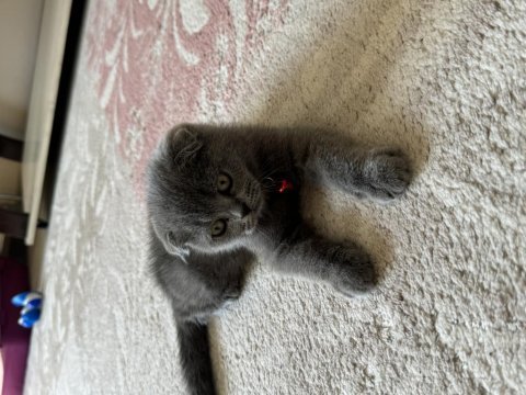 2 aylık scottish fold kedisi