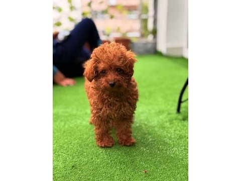 Toy poodle erkek ve dişi