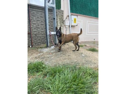 Ruhsatlı silah istiyenlere malinois