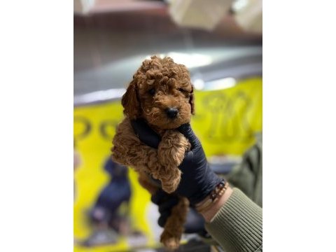 Toy poodle dünyası