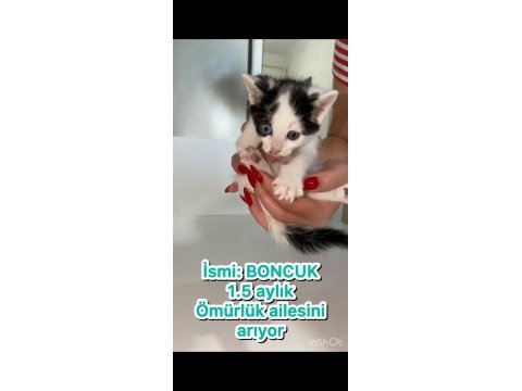 Mini mini tekir kediler yeni sıcak yuvalarını arıyoruz