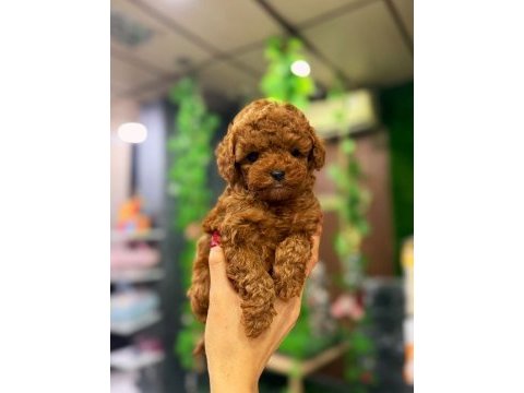 Poodle cinsinin en güzel yavrusu
