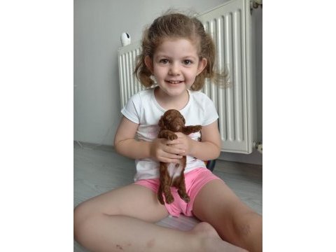 2 dişi ve 1 erkek toy poodle