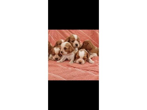 Mükemmel a kalite cavalier king charles yavrularımız