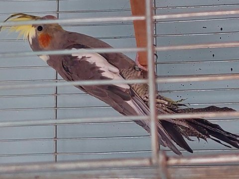 3 aylık erkek sultan papağanı