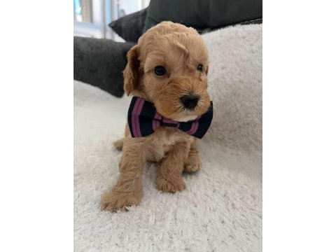 Maltipoo minikler