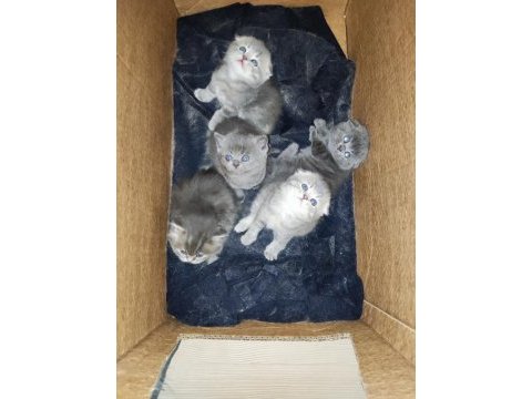 Ev ortamından scottish fold yavrular