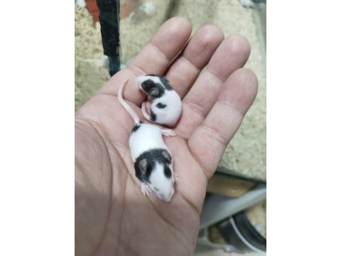 Panda mice