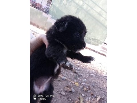 Kokoni cinsi small greek pinscher