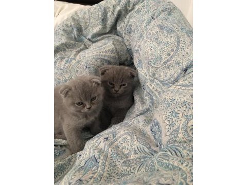 Scottish fold yavrularımız yuva arıyor