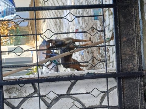 Akıllı malinois kız sahiplendirilecek