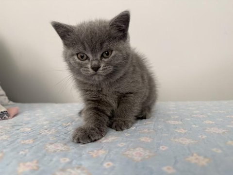 British shorthair dişi 55 günlük