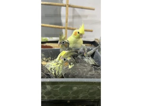 0-3 aylık hepsi yavru sultan papağanlar