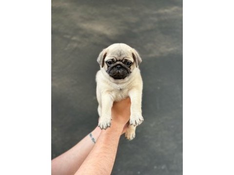 Safkan orjinal ırk pug mops yavrularımız