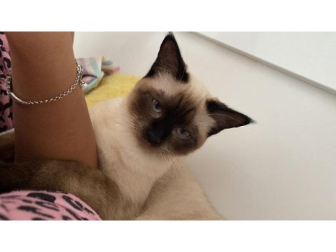 Maysa (siyam kedisi)