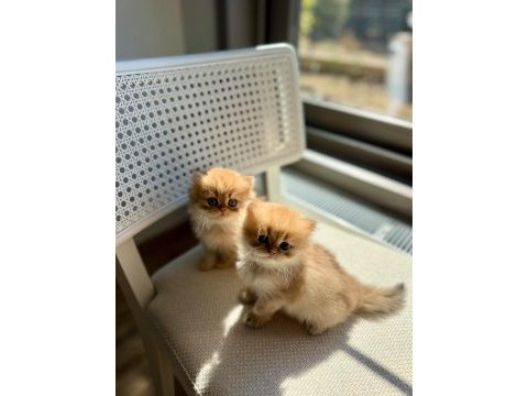 Golden british longhairler yeni ailesini arıyor