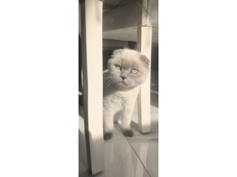 Blue point scottish fold