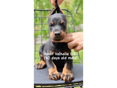 A secereli şampiyon kan hattı doberman yavrular