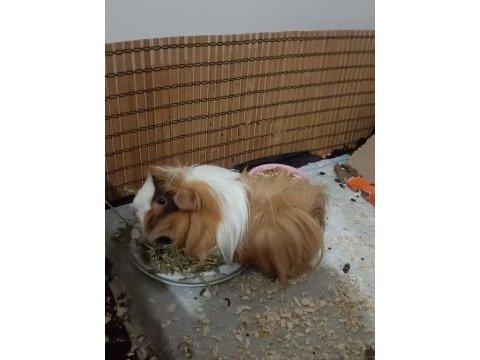 Ücretsiz guinea pig