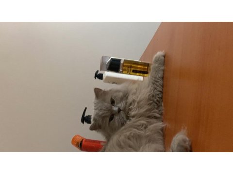 Kısırlaşmış british longhair istanbul