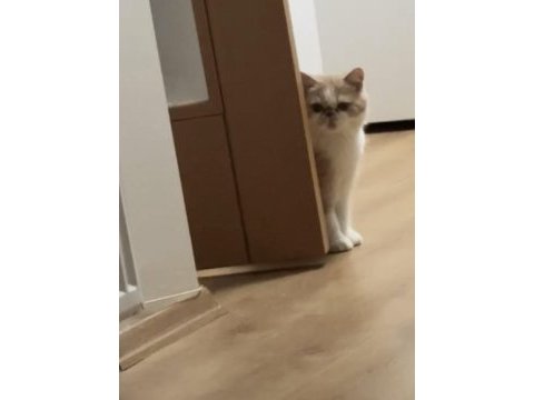 Ücretsiz bakımlı kediler