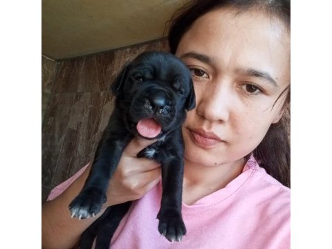 Cane corso yavrularımız