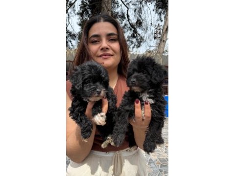 Morkie çok sevimli yavrular 