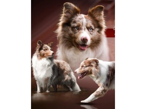 Çok iyi border collie yavruları istanbul
