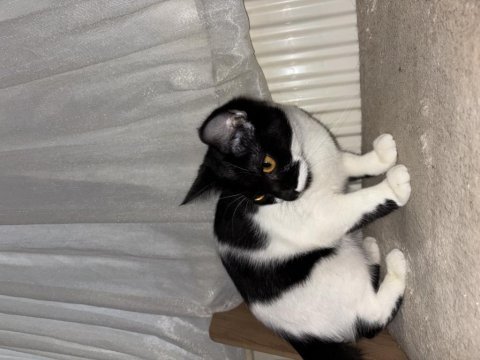 4 aylık evcil insana alışık yavru kedimiz