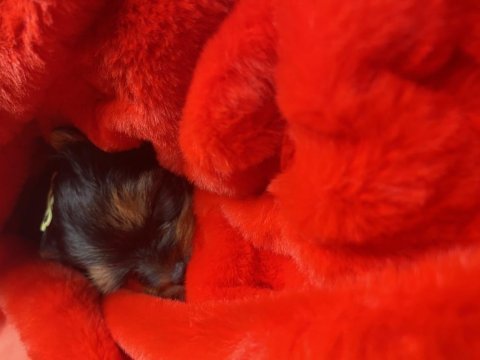 Tecup yorkshire terrier kaliteli