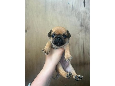 Pug yavrular 7 tane