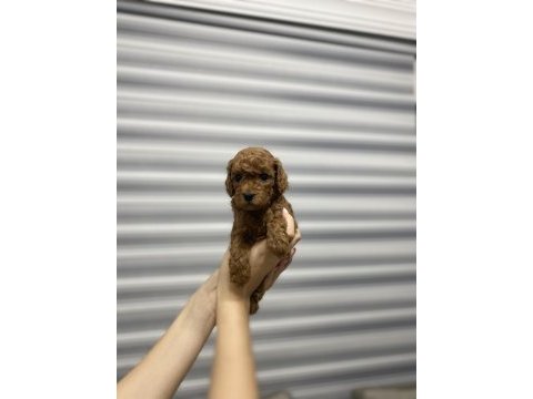 Toy poodle yavrularımız yeni yuvalarını arıyor
