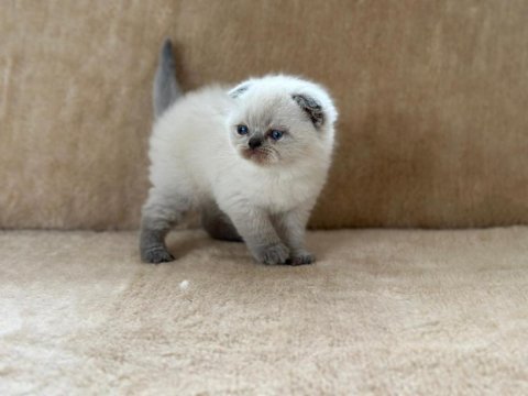 Eşsiz güzellikte point scottish fold